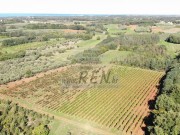 Landwirtschaftliche - Novigrad (05770)