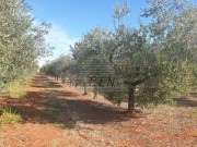 Landwirtschaftliche - Novigrad (04472)