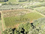 Landwirtschaftliche - Brtonigla (05682)