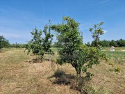 Landwirtschaftliche - Novigrad (05003)