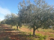 Landwirtschaftliche  - Novigrad (04472)