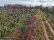 Landwirtschaftliche - Brtonigla (05682)