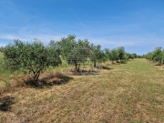 Landwirtschaftliche - Novigrad (05003)