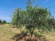 Landwirtschaftliche - Novigrad (05003)