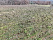 Landwirtschaftliche - Brtonigla (05682)