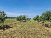 Landwirtschaftliche - Novigrad (05003)