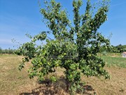 Landwirtschaftliche - Novigrad (05003)