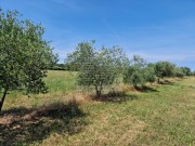 Landwirtschaftliche - Novigrad (05003)