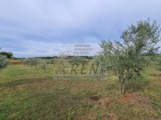 Landwirtschaftliche - Novigrad (04422)