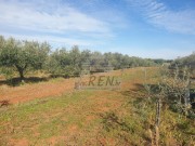 Landwirtschaftliche - Novigrad (04472)