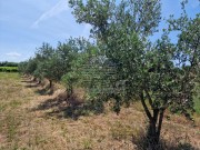 Landwirtschaftliche - Novigrad (05003)