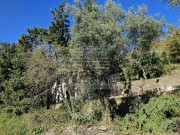 Istrien Haus - Grožnjan (05621)