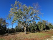 Villa - Buje (05207)