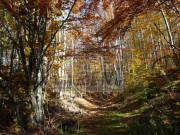 Bauland - Mrkopalj (00707)