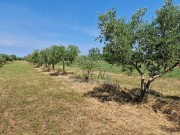 Landwirtschaftliche - Novigrad (05003)