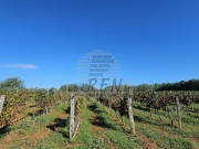 Landwirtschaftliche - Brtonigla (05682)