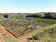 Landwirtschaftliche - Brtonigla (05682)