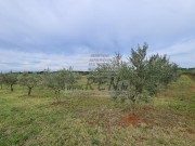 Landwirtschaftliche - Novigrad (04422)