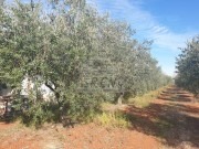 Landwirtschaftliche - Novigrad (04472)