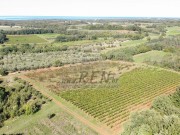 Landwirtschaftliche  - Brtonigla (05682)