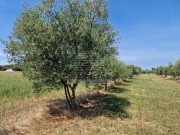 Landwirtschaftliche - Novigrad (05003)