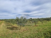Landwirtschaftliche  - Novigrad (04422)