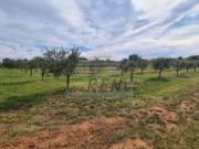 Landwirtschaftliche - Novigrad (04422)