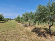 Landwirtschaftliche - Novigrad (05003)