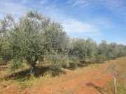 Landwirtschaftliche - Novigrad (04472)