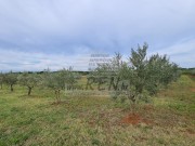 Landwirtschaftliche - Novigrad (04422)