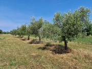 Landwirtschaftliche - Novigrad (05003)