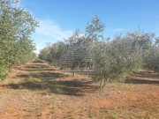 Landwirtschaftliche - Novigrad (04472)