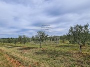 Landwirtschaftliche - Novigrad (04422)