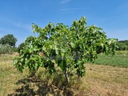 Landwirtschaftliche - Novigrad (05003)