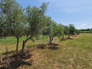 Landwirtschaftliche - Novigrad (05003)