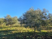 Bauland - Buje (05633)