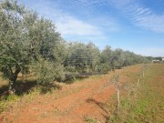 Landwirtschaftliche - Novigrad (04472)
