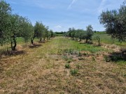 Landwirtschaftliche - Novigrad (05003)