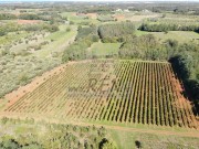 Landwirtschaftliche - Brtonigla (05682)
