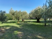 Istrien Haus - Novigrad (05613)