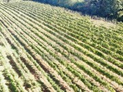 Landwirtschaftliche - Brtonigla (05682)